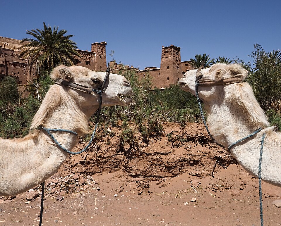 Camels near Aït Benhaddou Morocco