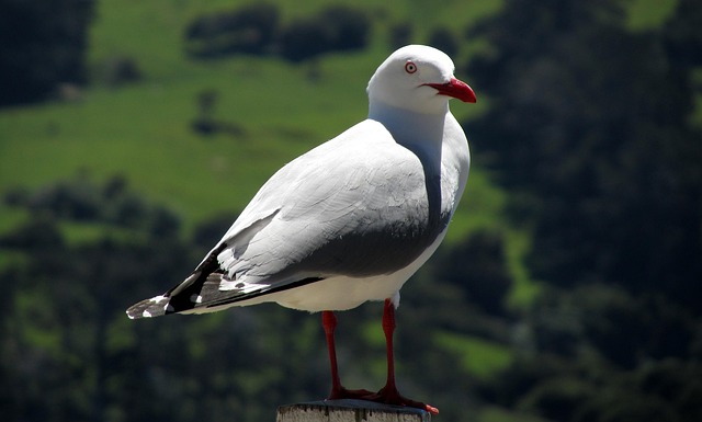 Red-billed gull perched in Akaroa New Zealand