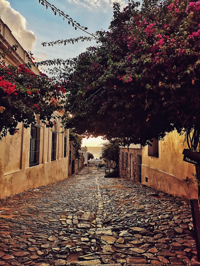 Bougainvillea trees arching over a cobblestone street in Colonia del Sacramento with the Río de la Plata glowing at sunset