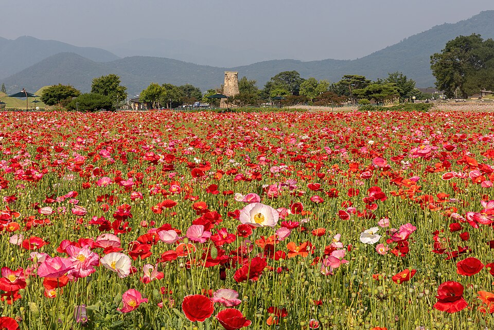 Gyeongju, South Korea: The Museum Without Walls of the Ancient Silla Kingdom