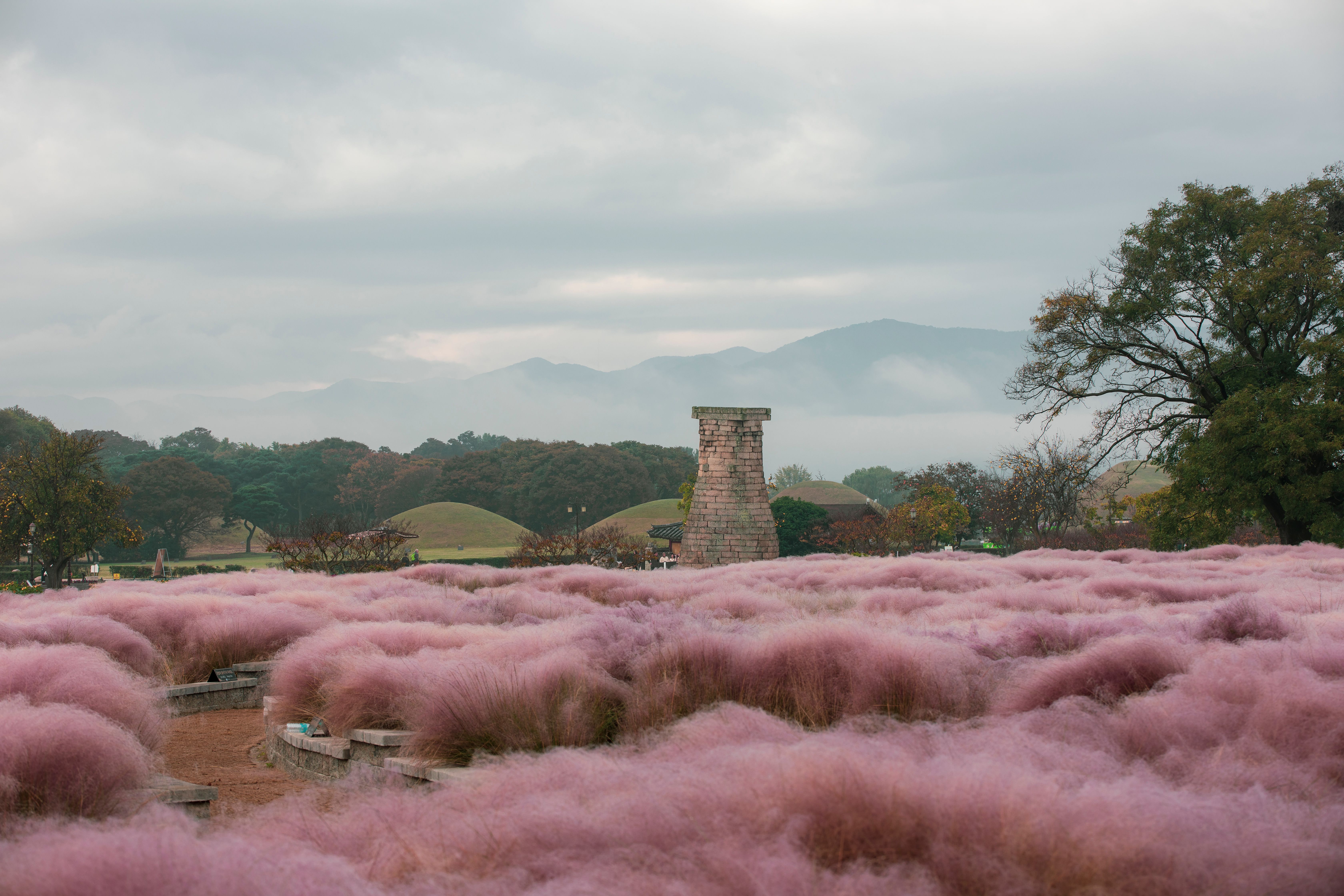 Cheomseongdae Observatory surrounded by pink muhly grass