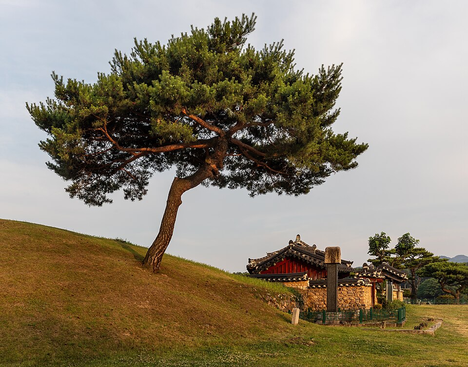 Ancient royal tomb mound and leaning pine tree
