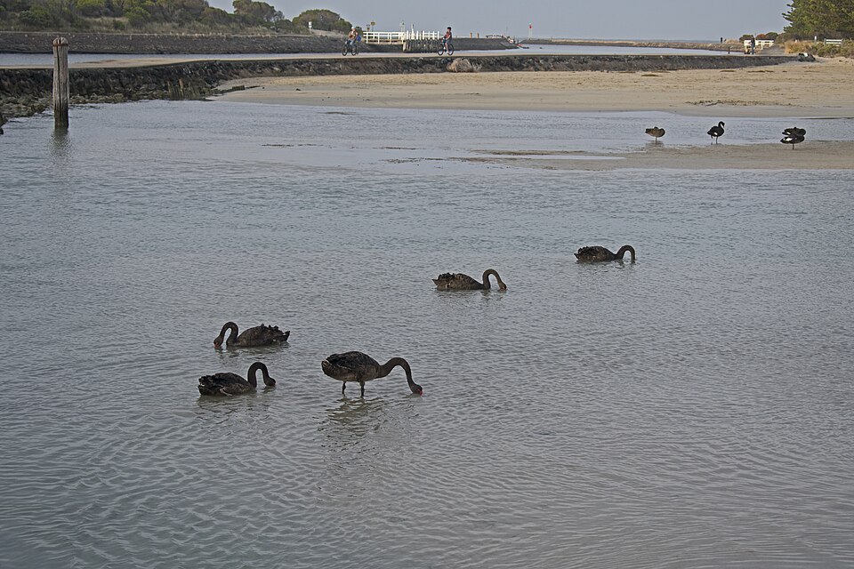 Black swans wading and foraging in shallow water near Griffiths Island, Port Fairy