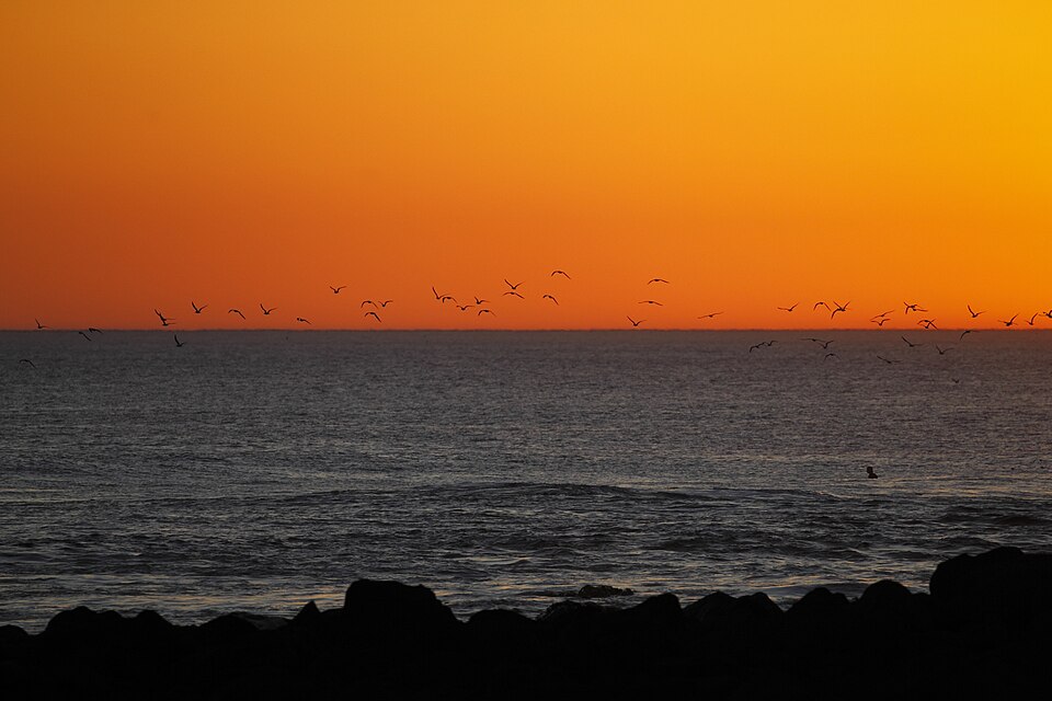 Crested terns in flight over Port Fairy