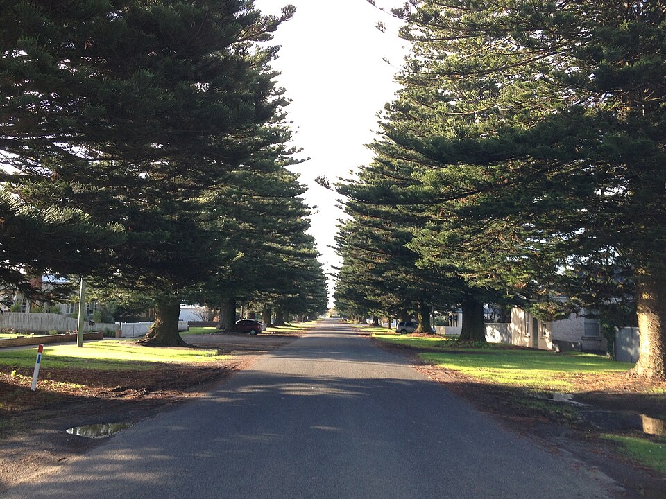 A quiet residential street in Port Fairy lined with tall Norfolk Island pine trees