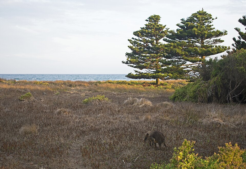 Wallaby grazing on Griffiths Island, Port Fairy