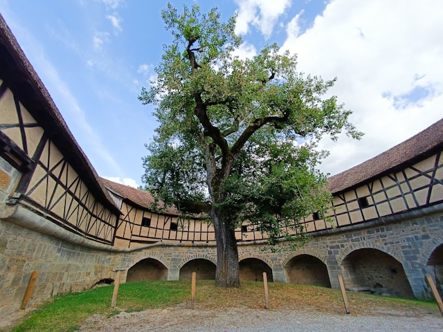Round inner courtyard of a town wall bastion in Rothenburg ob der Tauber with a large central tree
