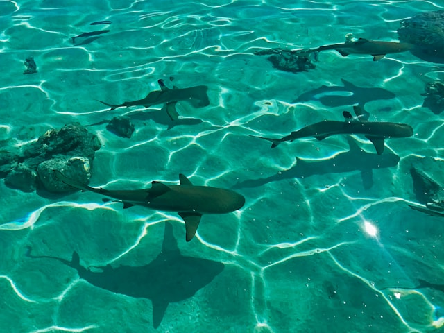 Several small sharks swimming just beneath the surface of clear shallow water