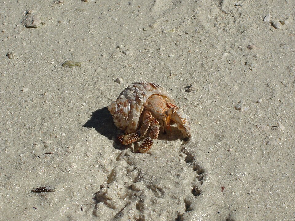 A hermit crab in a patterned shell crossing white sand