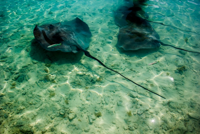 Two stingrays gliding over a shallow, sandy lagoon floor