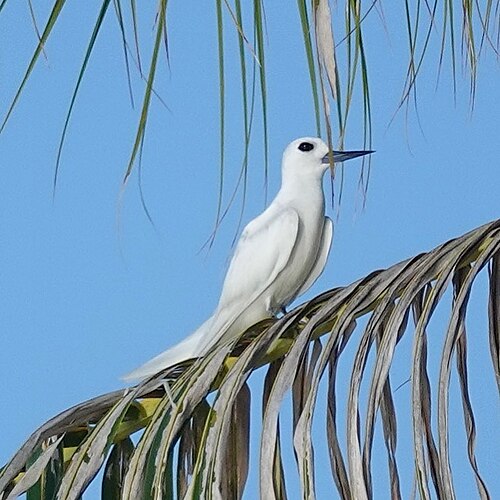 A white tern perched on a curved palm frond against a clear sky