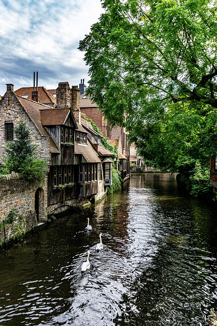 Canal lined with a half-timbered building and swans