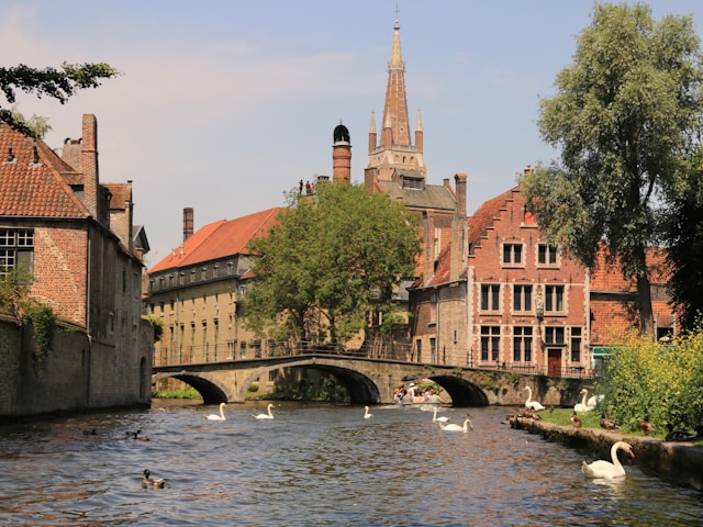Swans swimming beneath a stone bridge on a canal