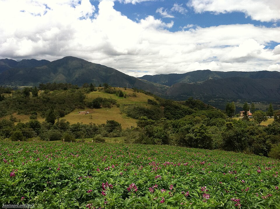 Rolling green hills and purple flowering fields near Villa de Leyva