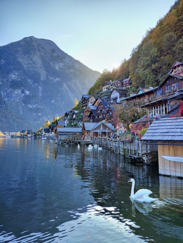 A swan swimming past Hallstatt's lakefront houses in autumn light