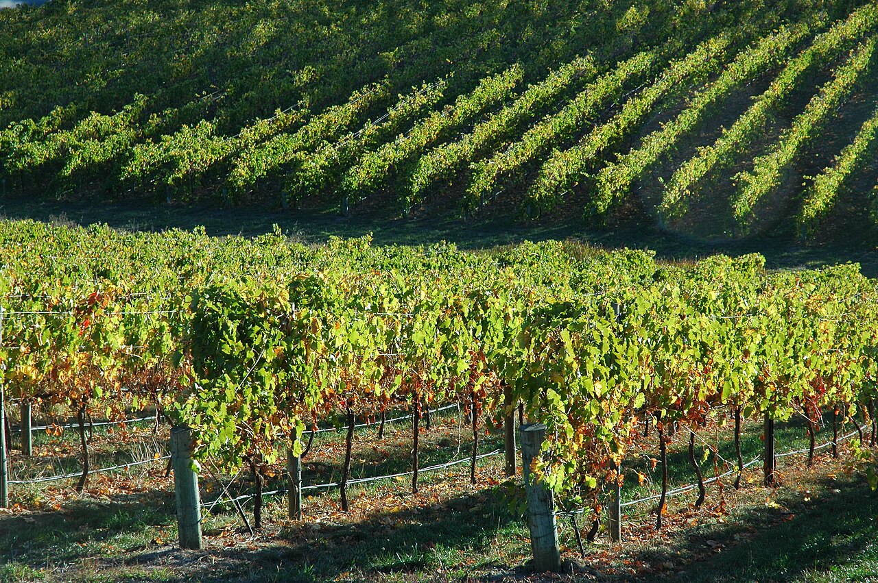 Rows of grapevines on rolling green hills