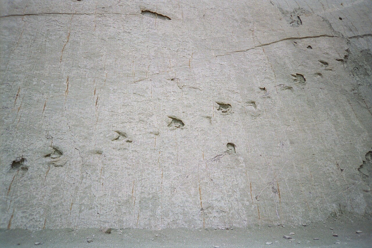 Dinosaur footprints on the limestone wall at Cal Orck'o