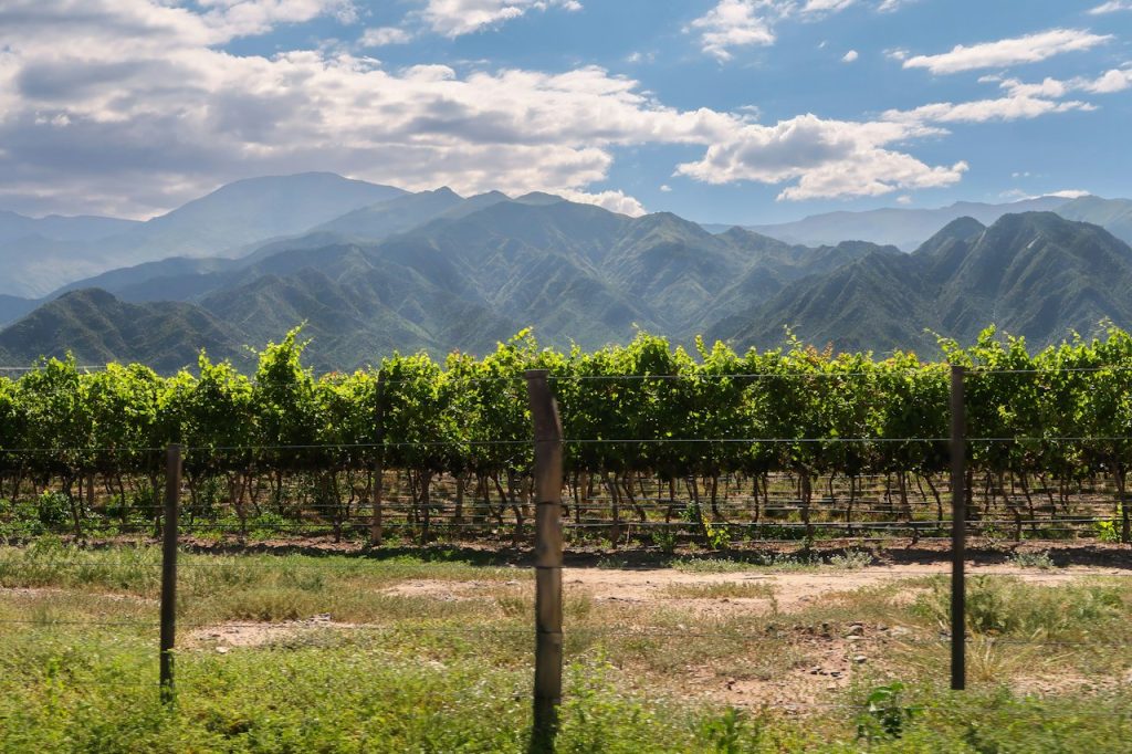 Rows of vines with dry mountains in the distance