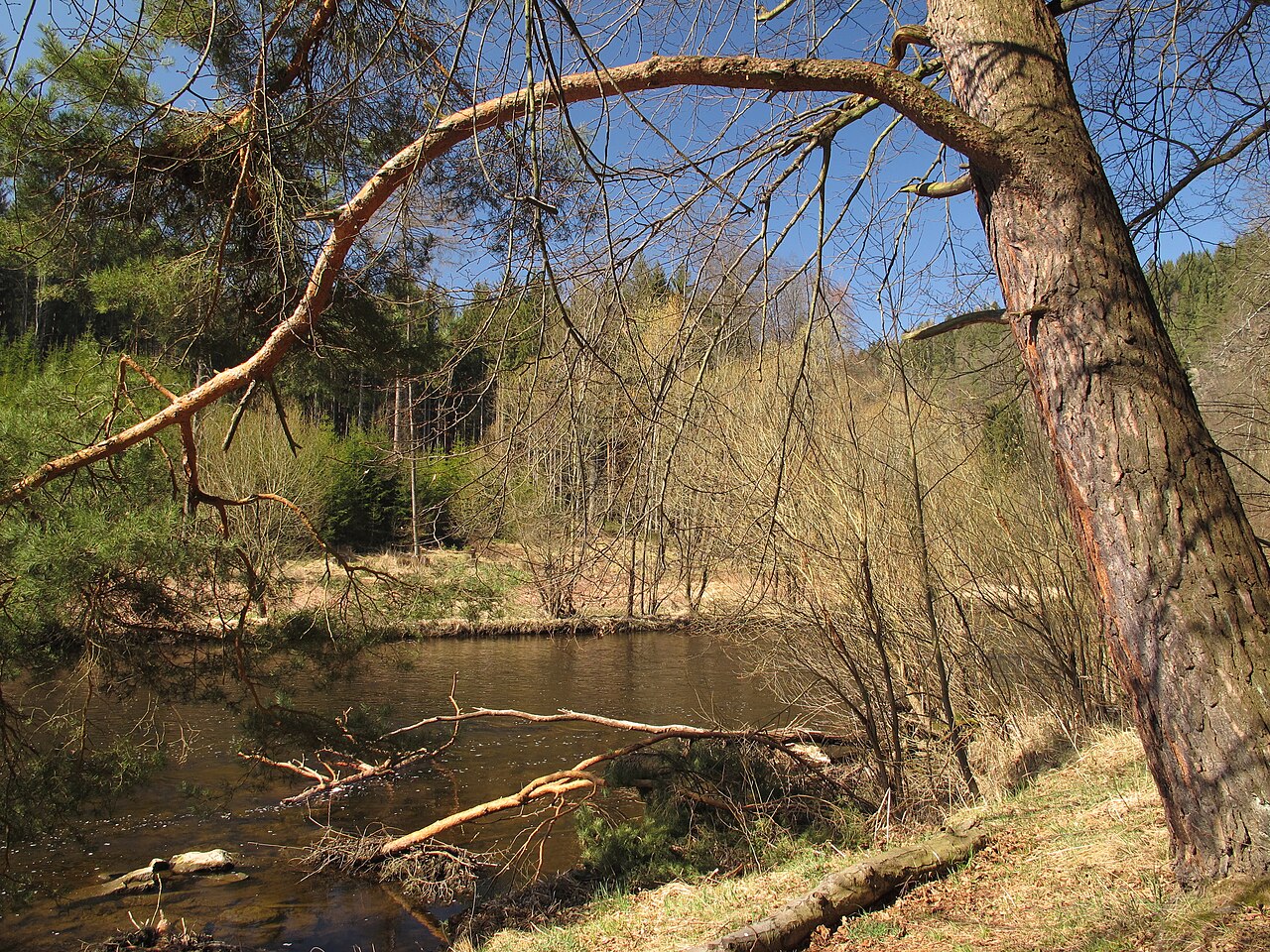The Vltava River flowing below Český Krumlov on a spring morning