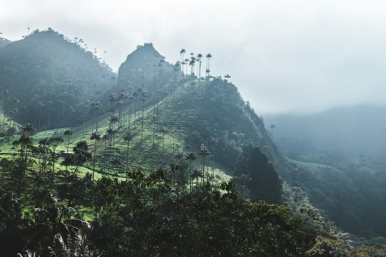 Salento Colombia green hills of the Cocora Valley