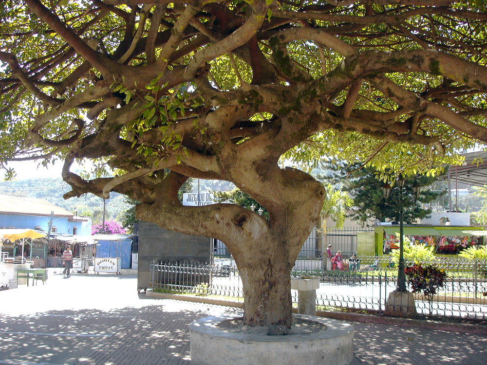 Tree-shaded park on the main square of Concepción de Ataco