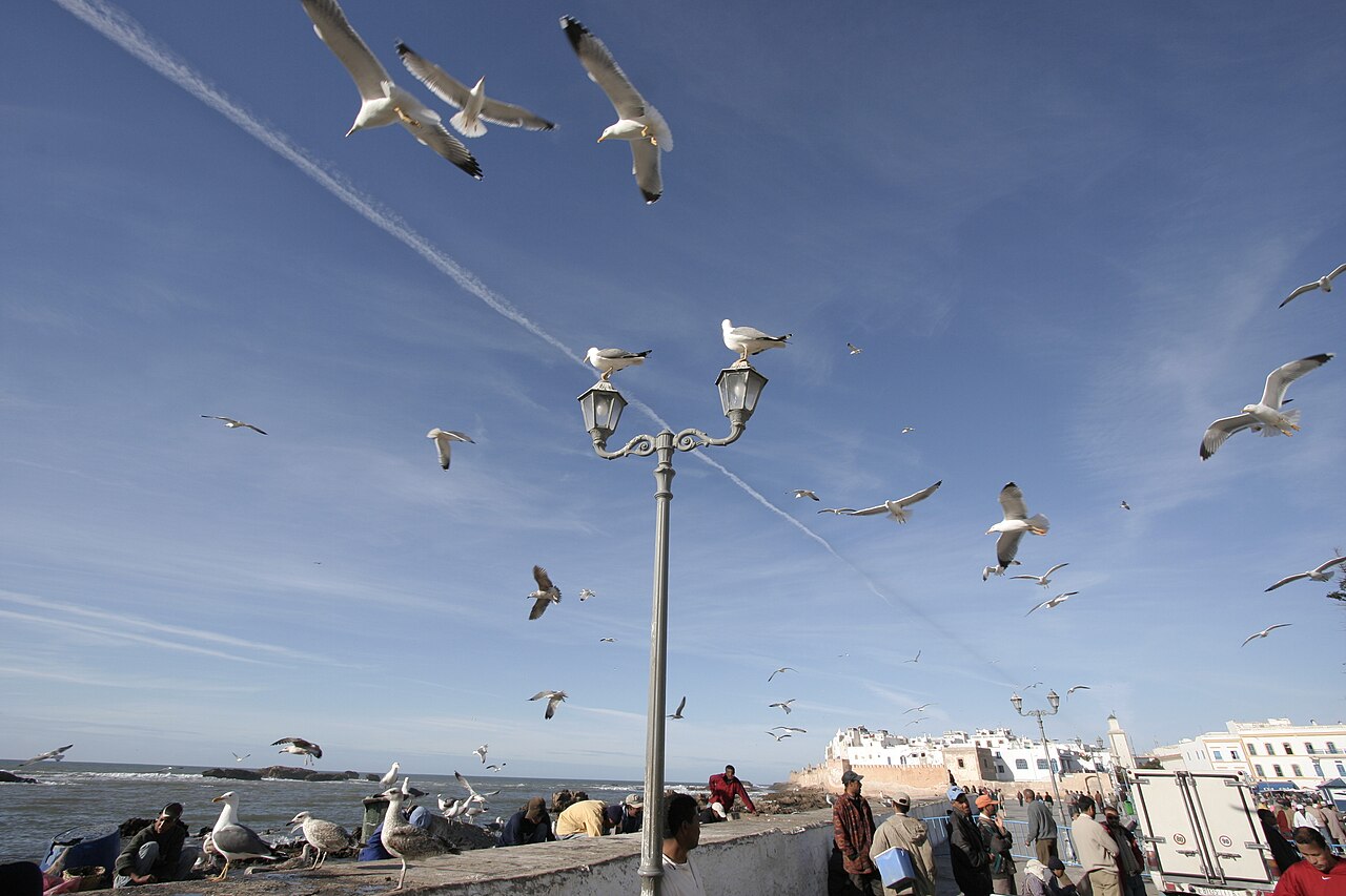 Seagulls over the fishing port of Essaouira