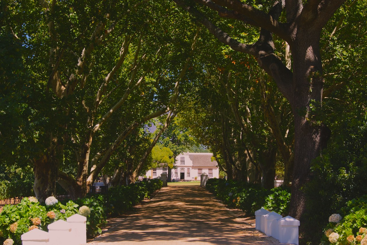 Tree lined path on a wine farm