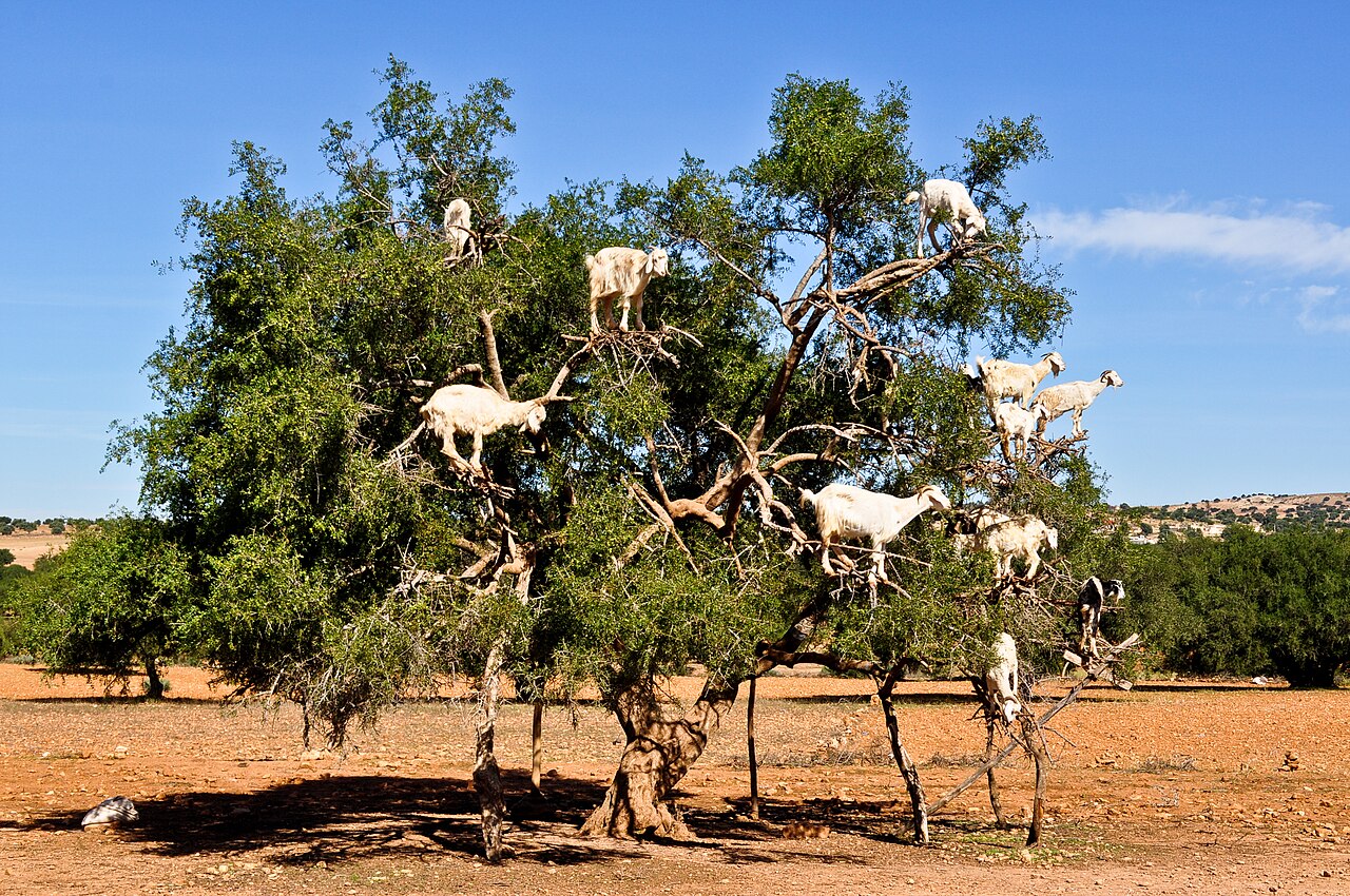 Goats climbing in an argan tree in Morocco