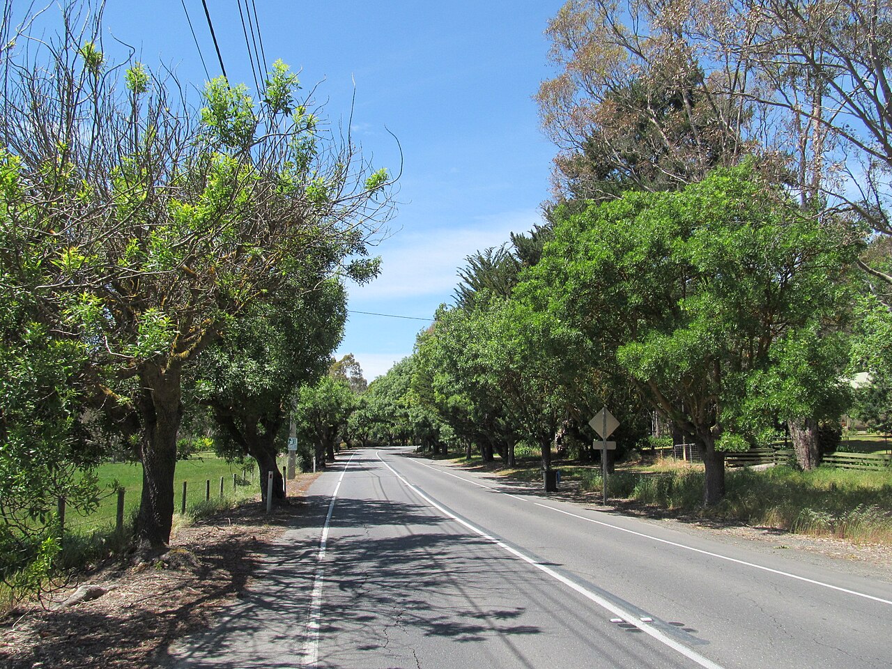 Avenue of tall shady trees along a road in Hahndorf South Australia