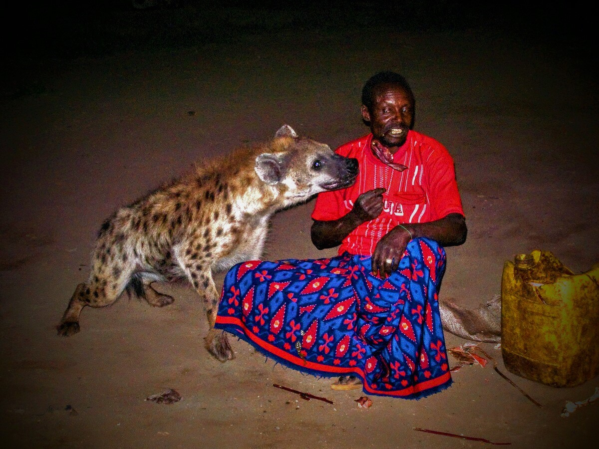 Man feeding a hyena at night
