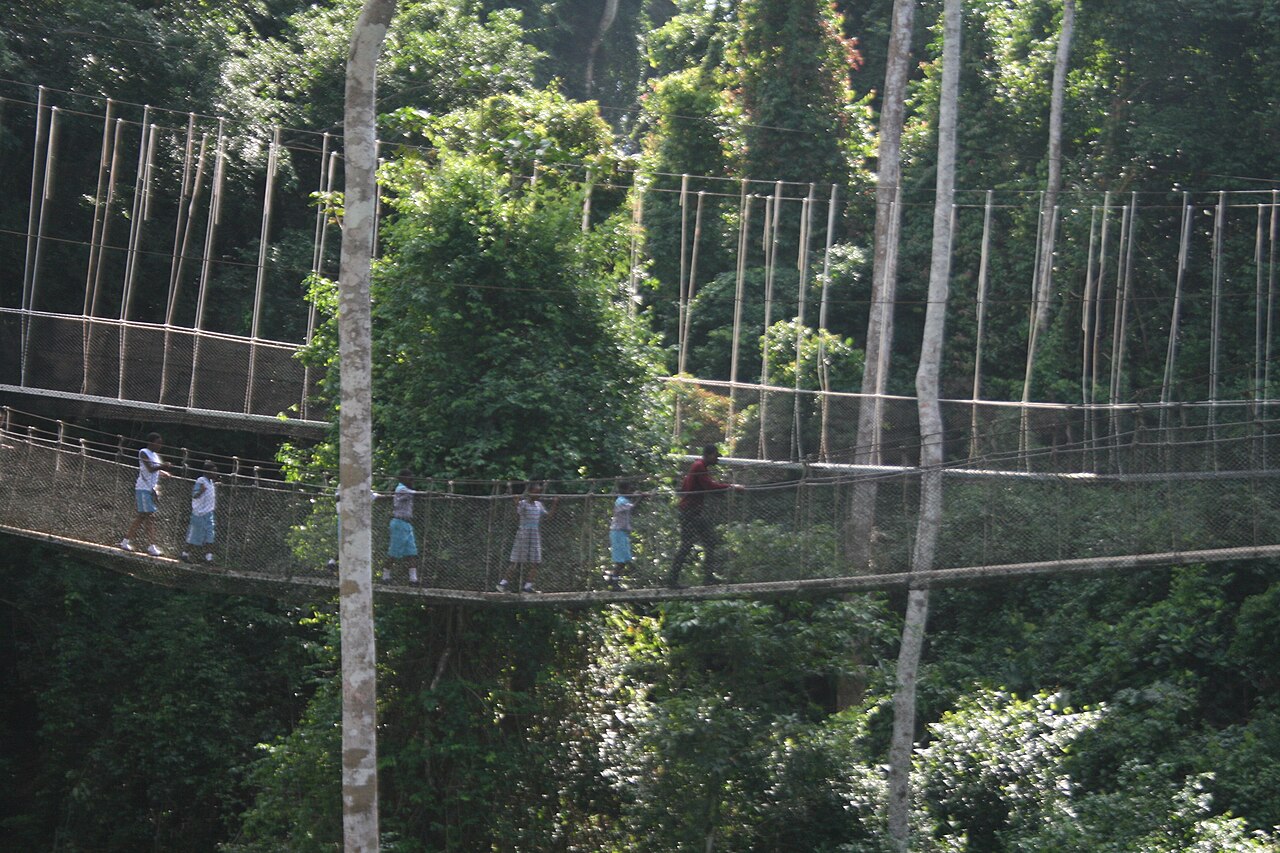 Suspended rope bridges high in the rainforest canopy at Kakum