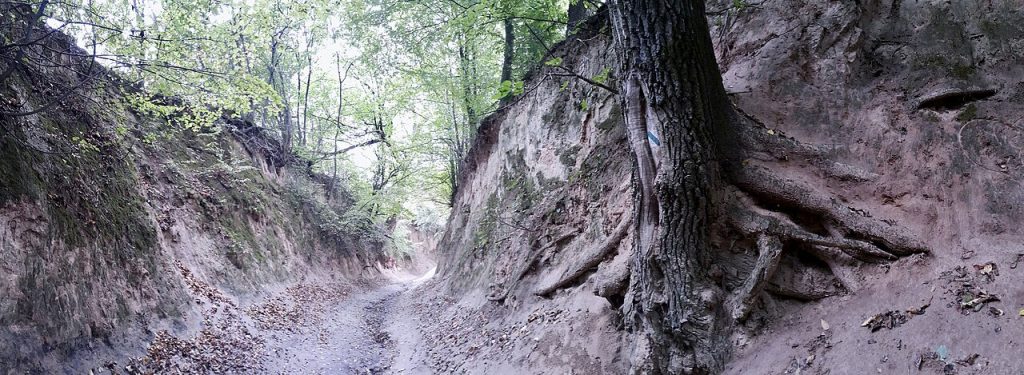 Exposed tree roots on the walls of the Korzeniowy Dół loess ravine