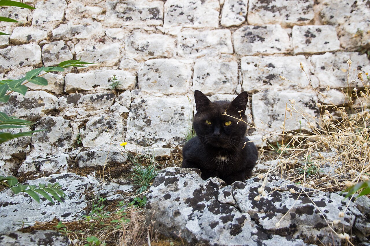 A cat resting in Kotor old town