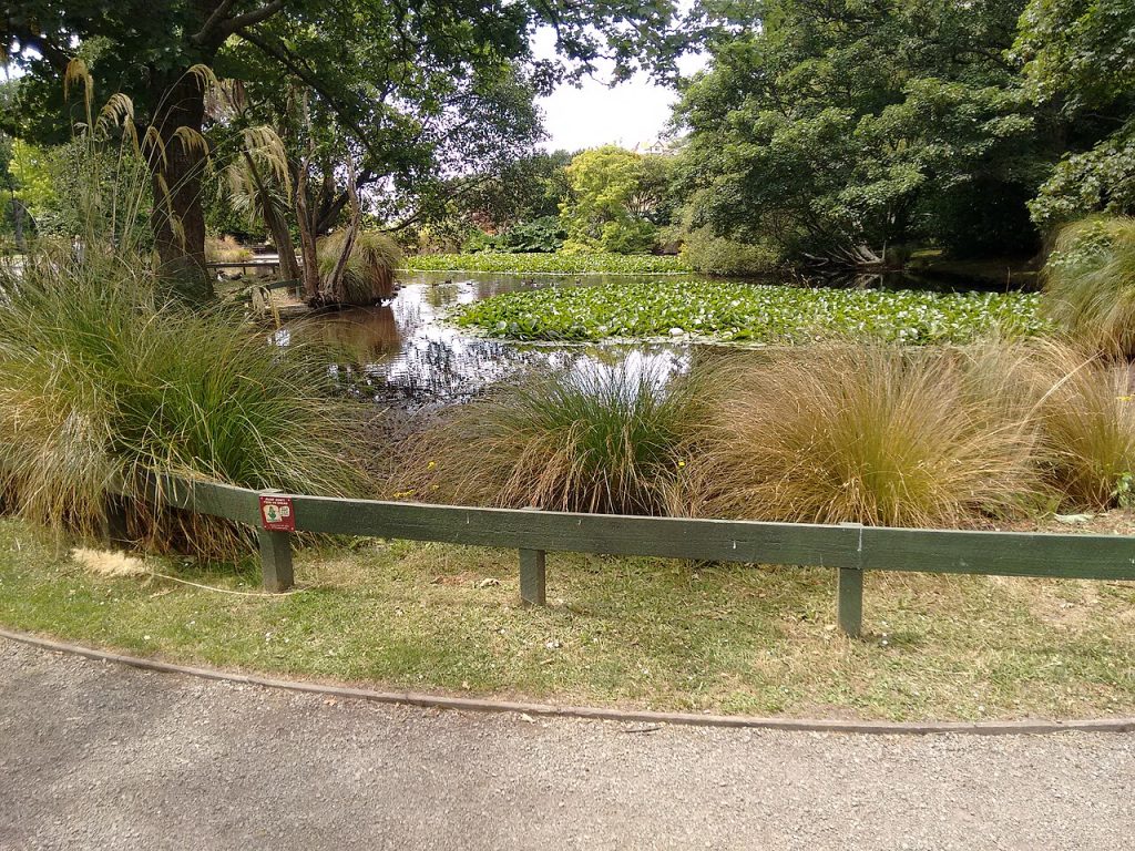 Duck pond in the public gardens