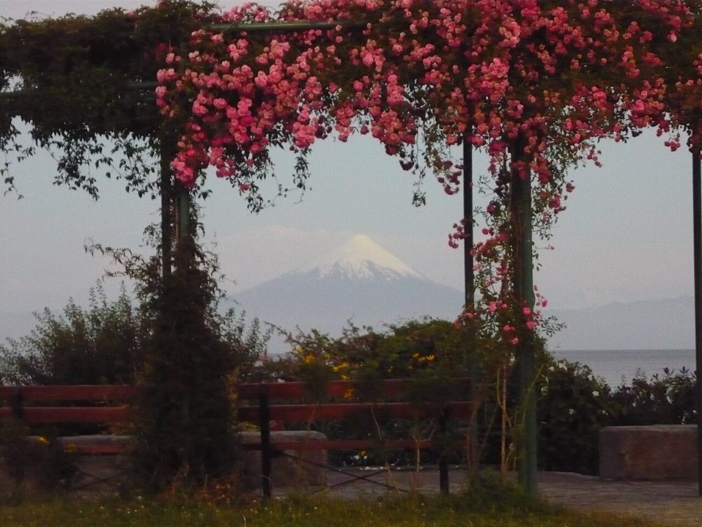 Snowcapped Osorno Volcano seen through flowers along the lakeshore