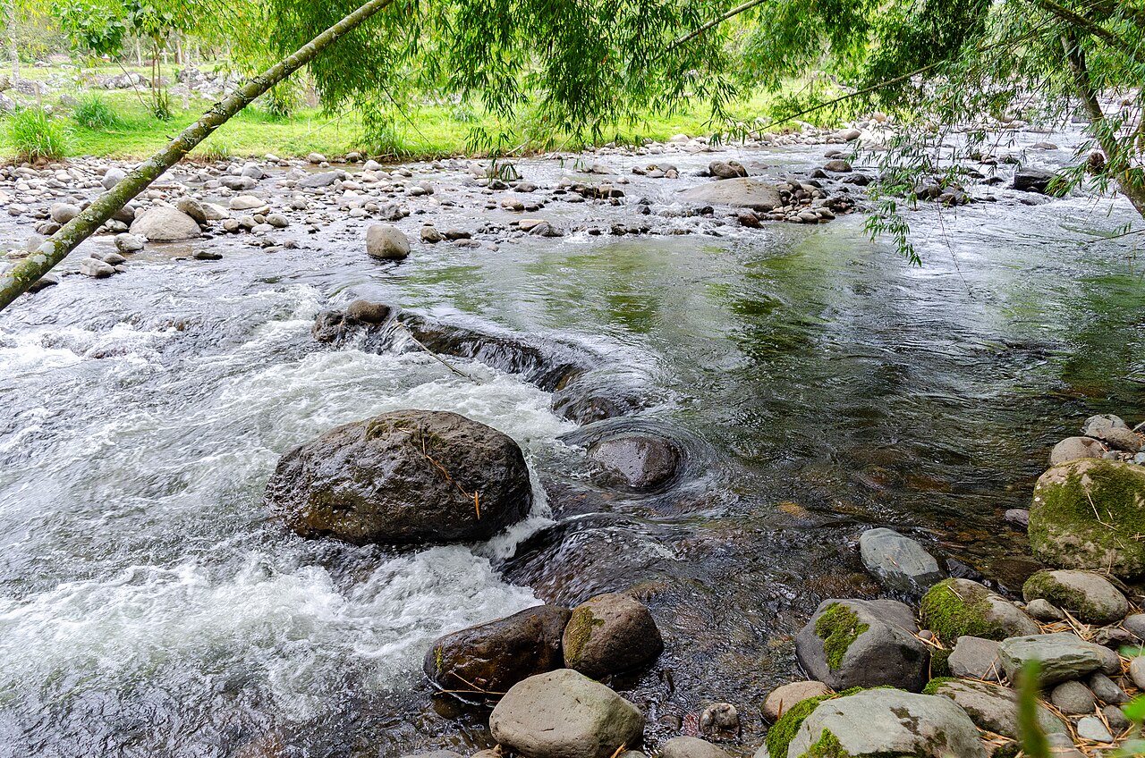 Mountain river flowing through green forest