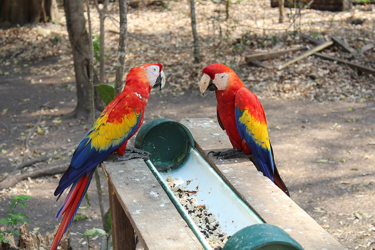 Pair of bright red scarlet macaws perched on a branch