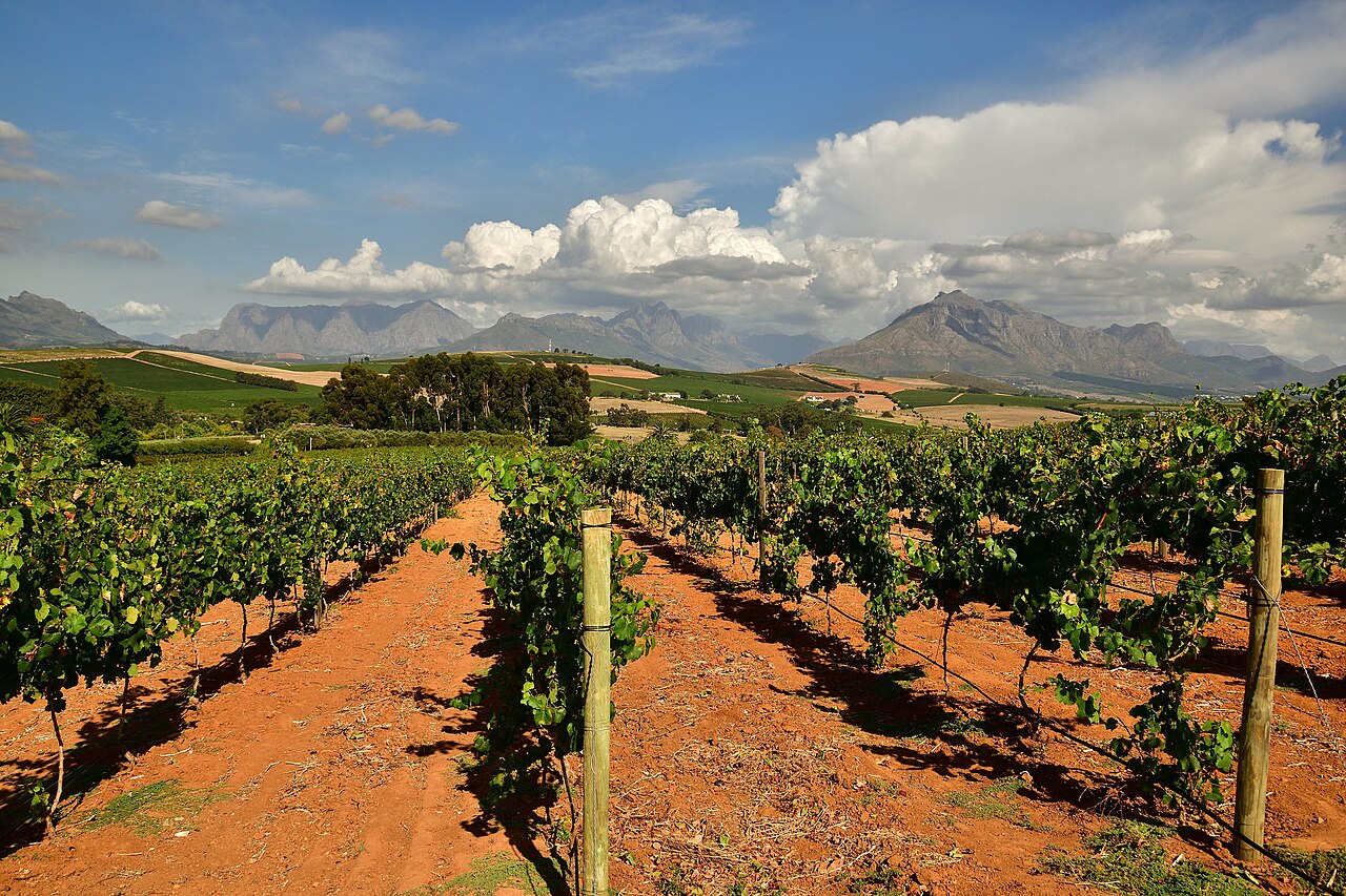 Green vineyards and mountains in Stellenbosch South Africa