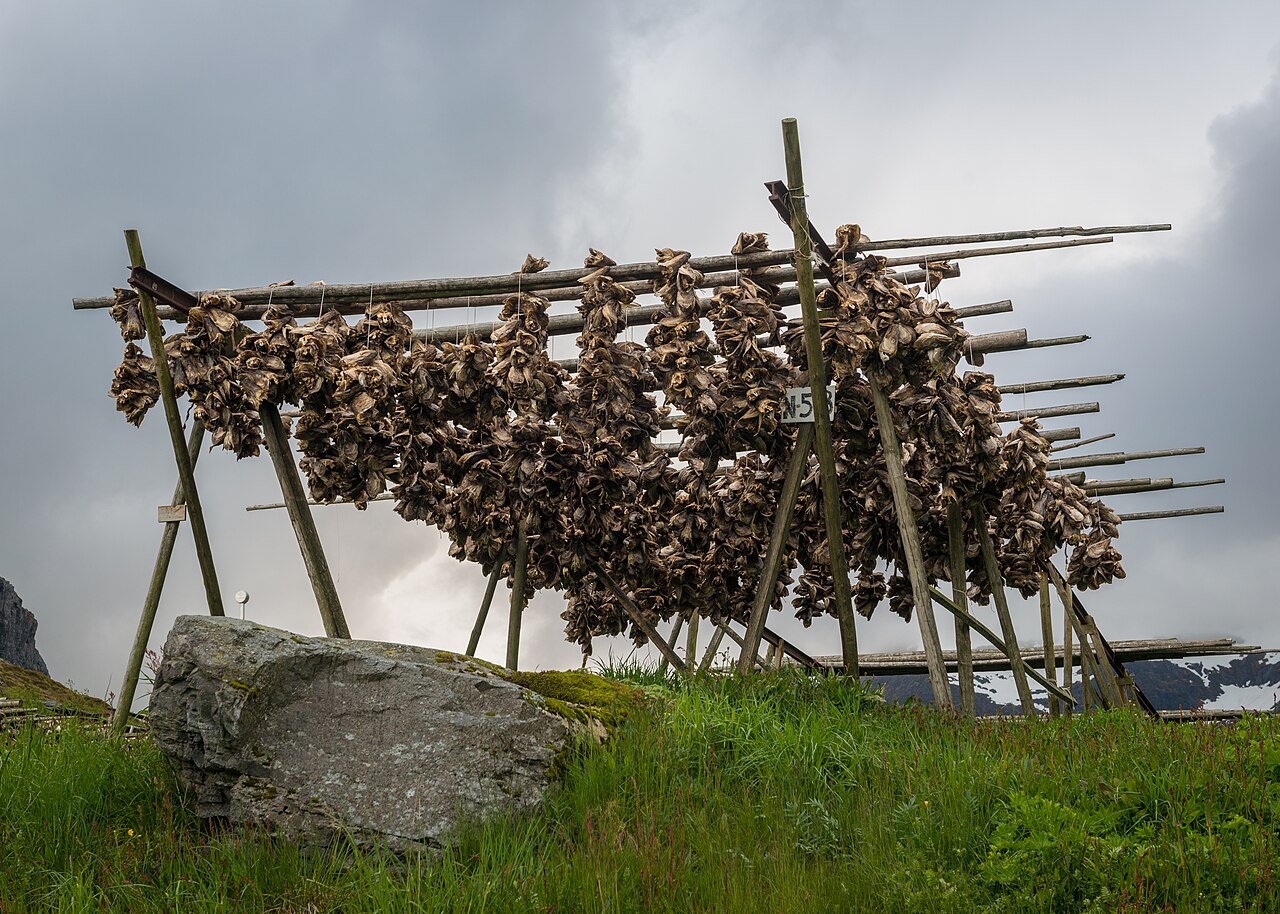 Codfish hanging on wooden drying racks in Å