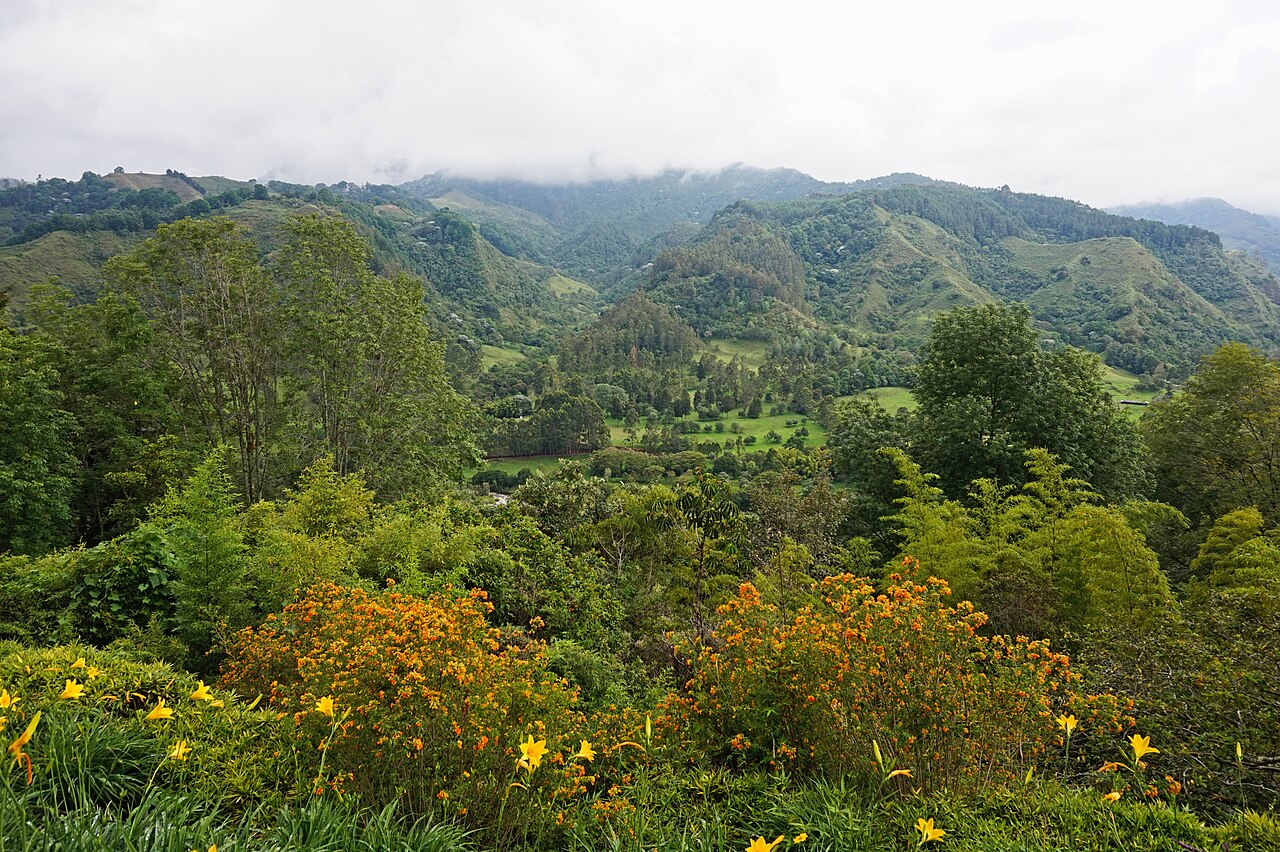 Tall wax palms rising over a green valley